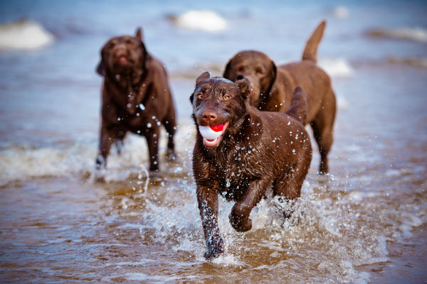 Labrador Retriever Características