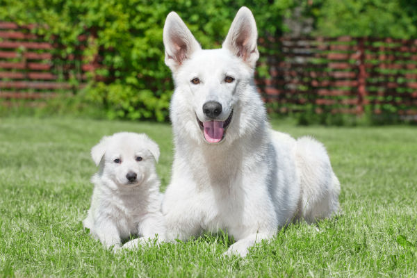 Cachorro Pastor Branco Suíço: características e fotos