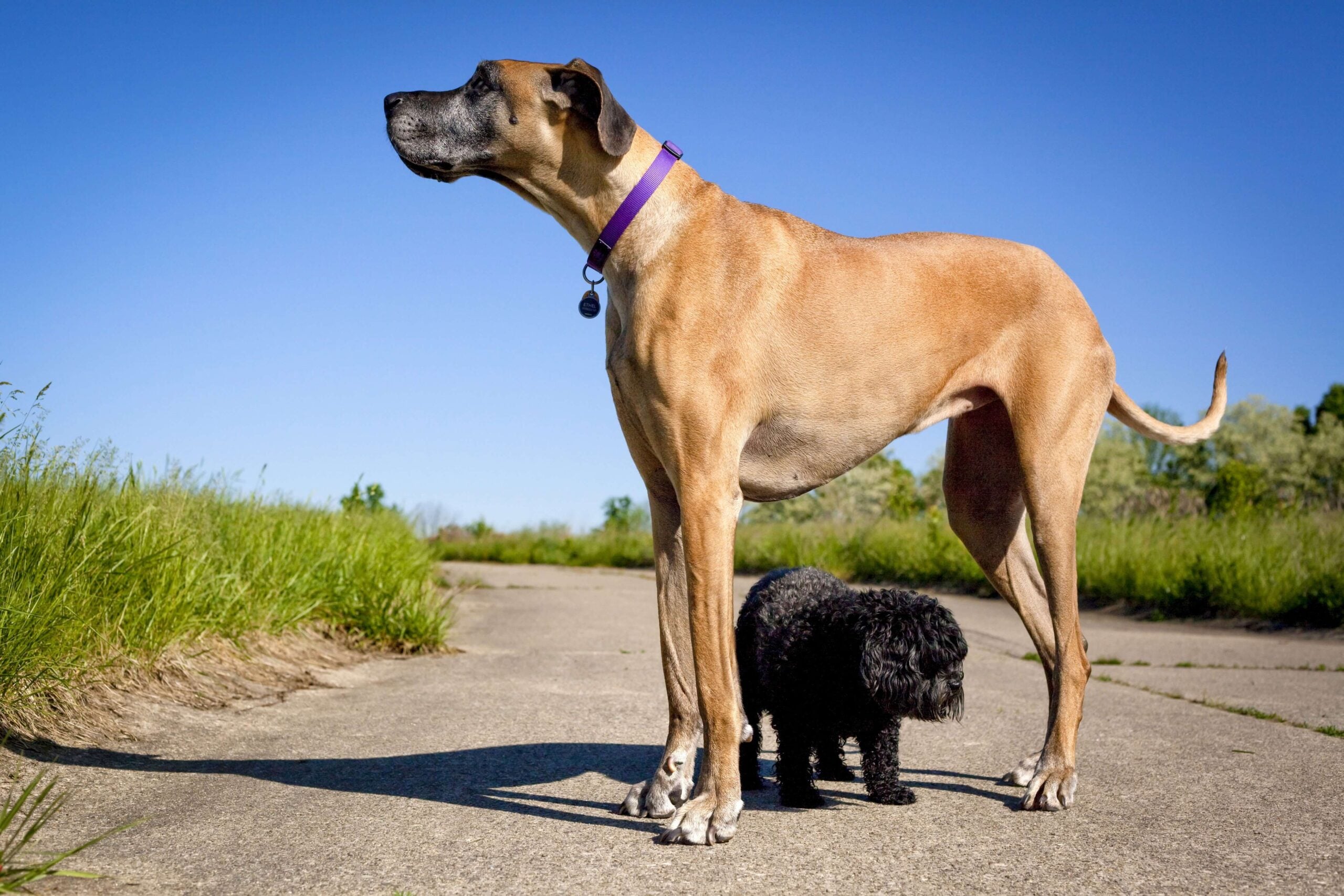 Raças de cachorro grande: conheça tudo sobre
