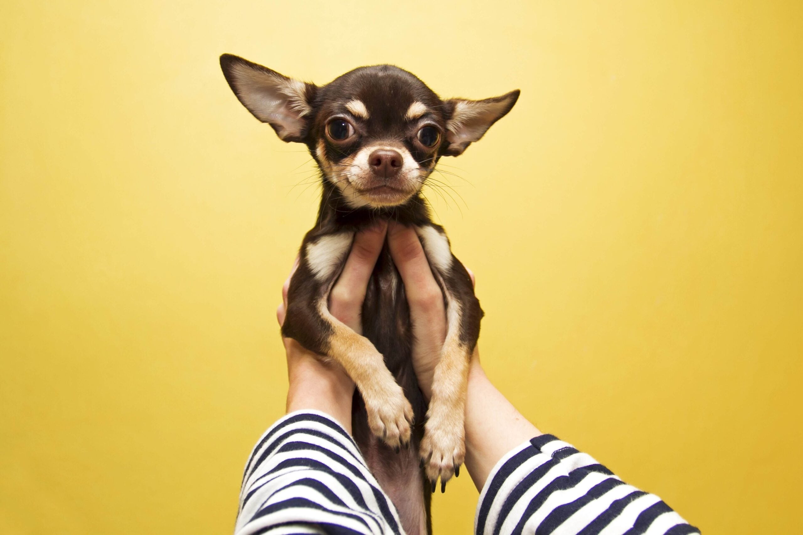 Raças de cachorro pequeno: conheça tudo sobre