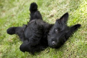 Scottish filhote preto deitado em um gramado