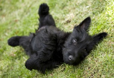 Scottish terrier temperamento