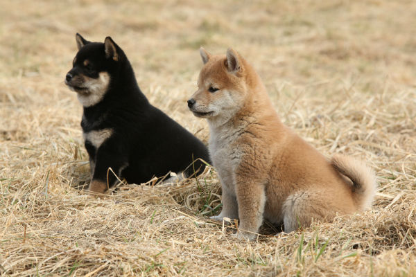 Qual o nome do seu cãozinho? - Hainu Canil - SHIBA INU