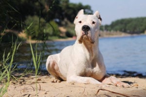 dogo argentino na praia