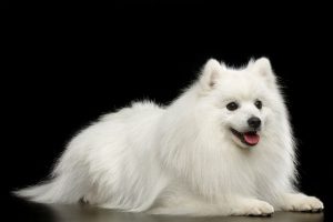 cachorro spitz japones de lado