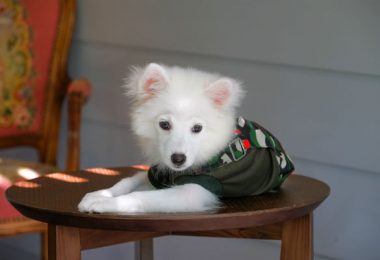 Spitz japonês em apartamento