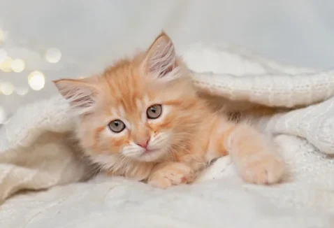 Como tirar pulga de gato filhote e acabar com infestações