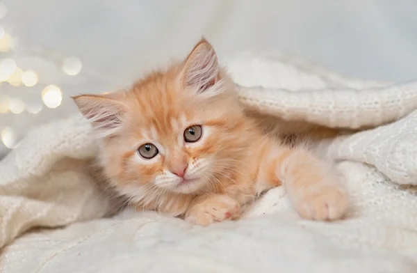Adotou um pet? Saiba como cuidar de gato filhote