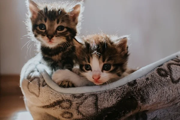 Gatos filhotes.
