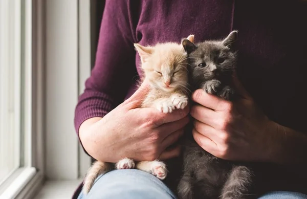 gatinhos filhotes no colo.