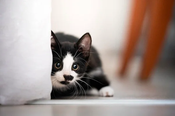 Gato filhote brincando.