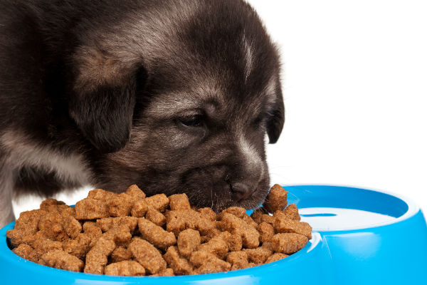 Ração Royal Canin para cachorro filhote