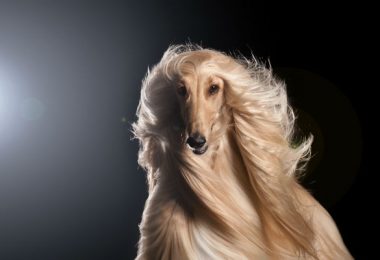 Diferença entre galgos: conheça as características dessas raças incríveis