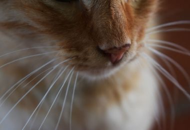 Pode cortar o bigode do gato?