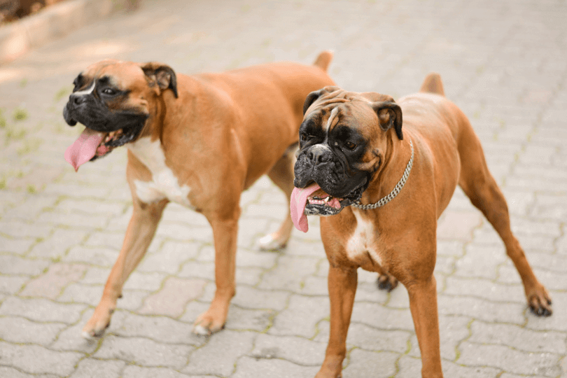 Boxer