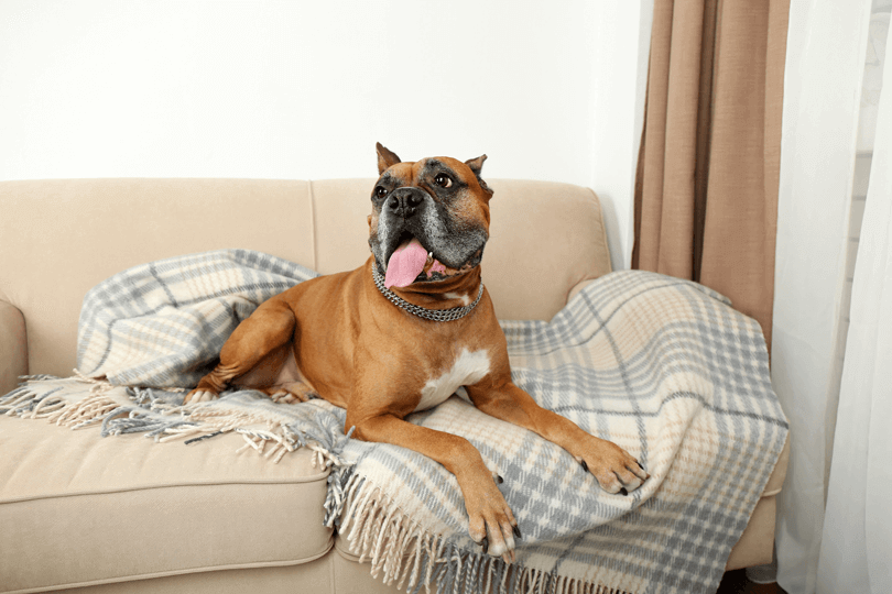 Dicas de como criar um cachorro em apartamento