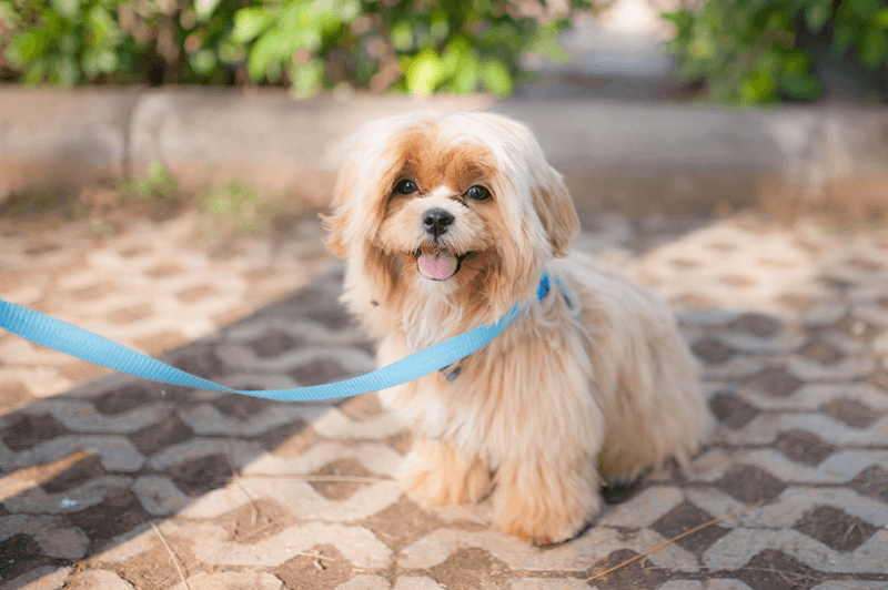 Como deixar o cachorro mais calmo é mais simples que parece