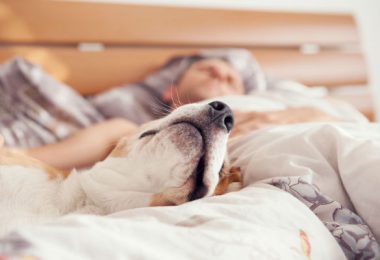 Cachorros braquicefálicos: tudo o que você precisa saber!