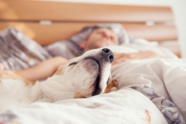 Cachorros braquicefálicos: tudo o que você precisa saber!