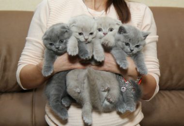 Com quanto tempo pode doar filhotes de gato?