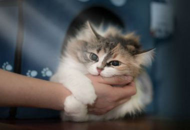 Como fazer o gato parar de morder?