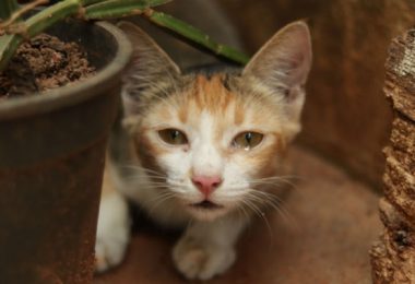 Gato com olho lacrimejando – o que fazer?