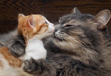 Como acostumar um gato com outro filhote?