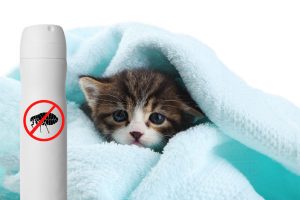 Remédio de pulga para gato filhote | Saiba mais! Petlove