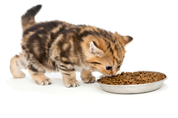 Tudo o que você precisa saber sobre alimentação ideal para gatos
