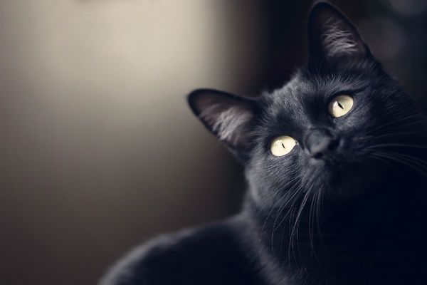 E finalmente, os gatos pretos estão com tudo!