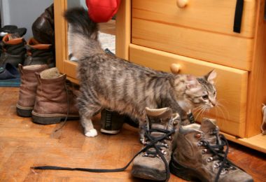 Como fazer o gato parar de urinar nas coisas