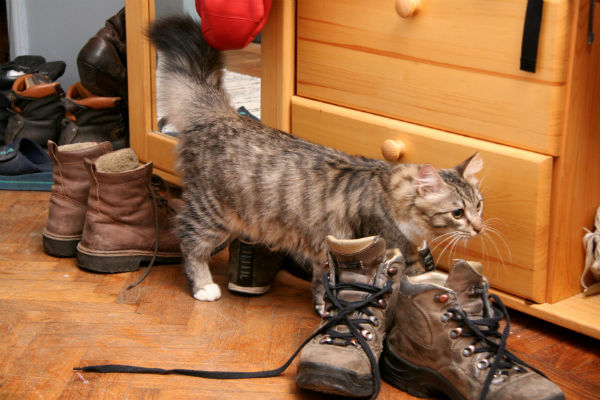 Como fazer o gato parar de urinar nas coisas
