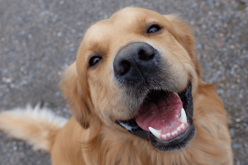 10 cachorros curtindo a primavera