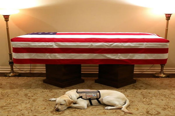 Foto do cachorro de “Bush Pai” ao lado do caixão viraliza