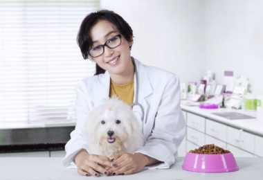 Como escolher uma boa ração para cachorro
