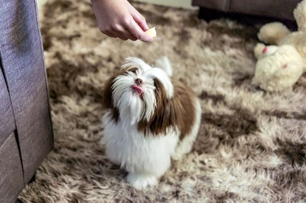Shih Tzu ganhando biscoito