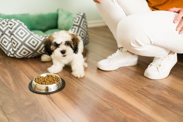 Shih Tzu filhote comendo ração 