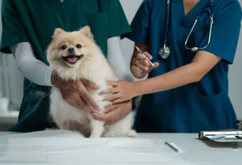 Vacinas para cachorro: quais são, frequência ideal e preços