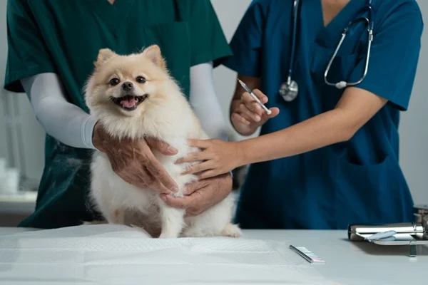 Vacinas para cachorro: quais são, frequência ideal e preços
