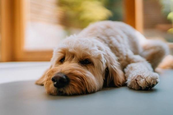 Reação de vacina em cachorro: saiba o que pode acontecer