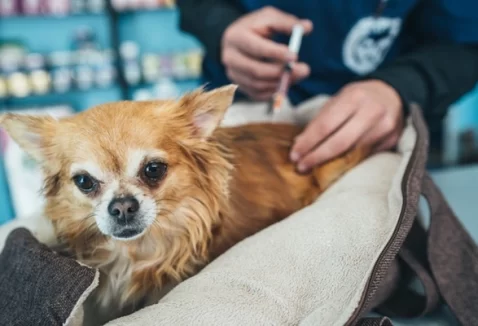 Reações à vacinação em animais de estimação