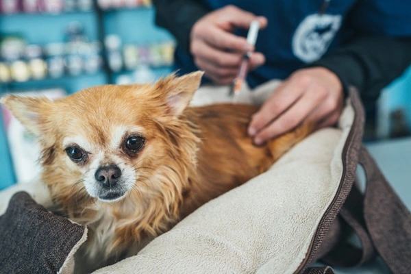 Reações à vacinação em animais de estimação