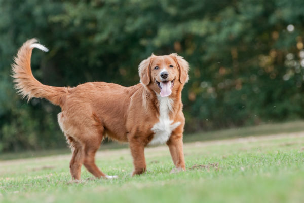 Duck Tolling Retriever da Nova Escócia