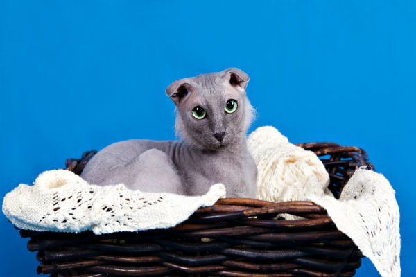Três raças de gatos raras no Brasil