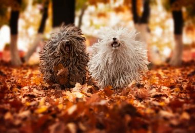 Raças de cães com dreadlocks