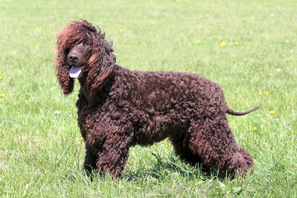Water Spaniel Irlandês