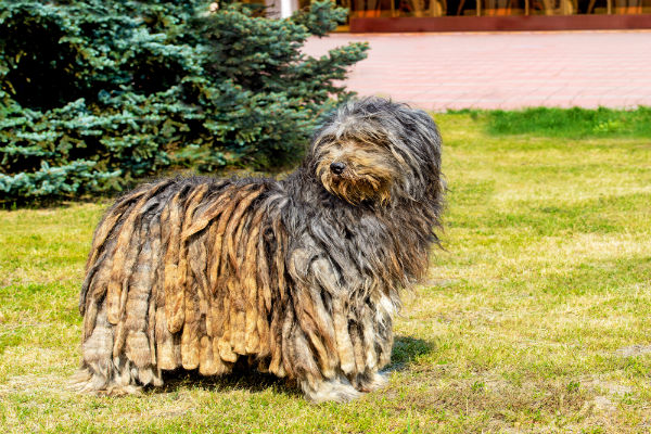 Bergamasco na grama
