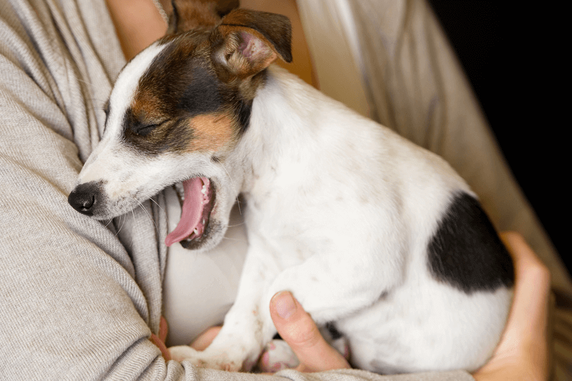 Pets não devem ser opção de presente para o Dia dos Namorados
