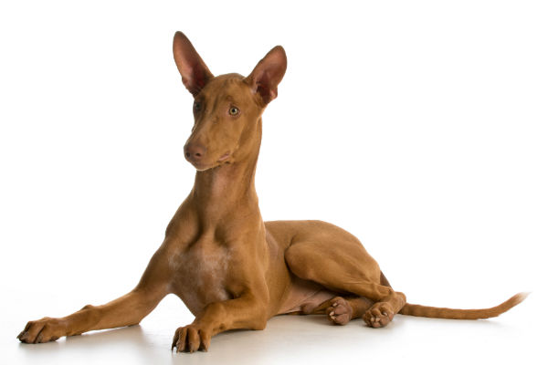Cinco raças de cães raras no Brasil