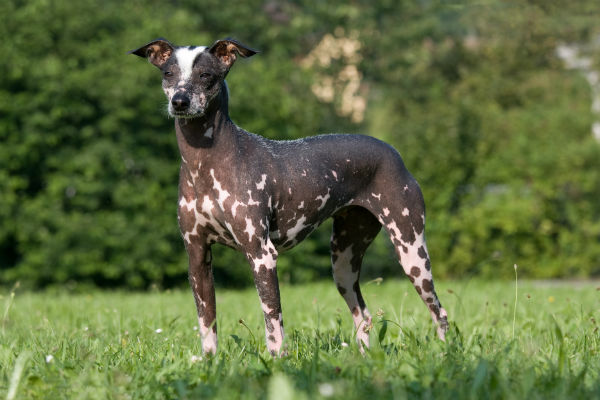 Cão Pelado dos Incas